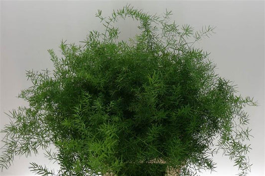 Greenery - Asparagus Fern