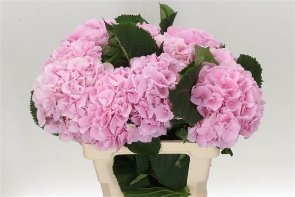 Mothers Day Fresh Flowers