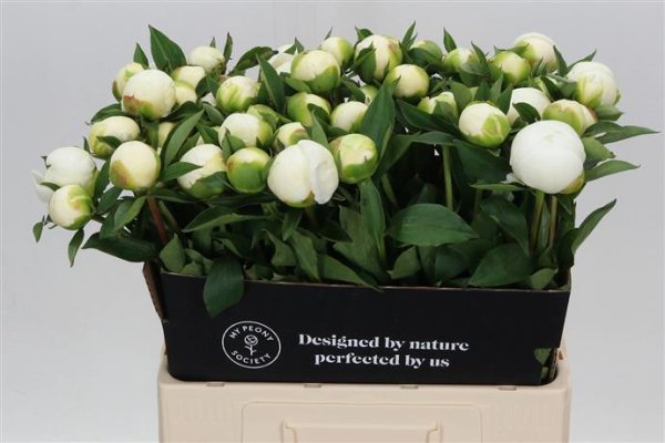 Wedding Flowers