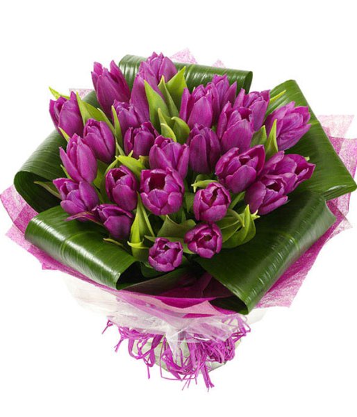 Purple Tulips
