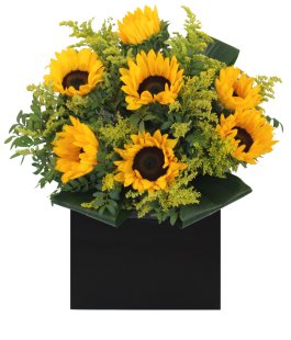 Sunflower Burst