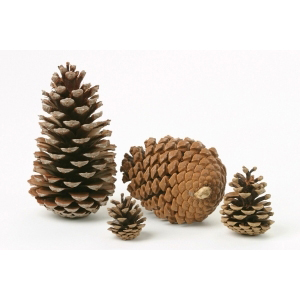 Pine Cones Austriaca
