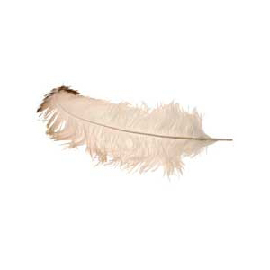 Ostrich Feathers Cream