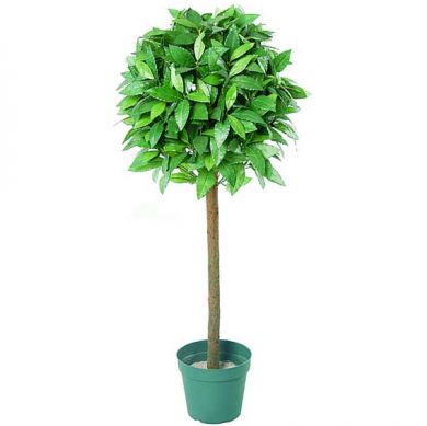 Rental Items