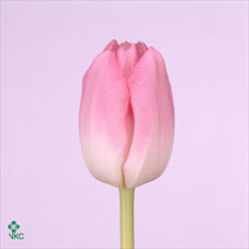 Tulip En Cheers (cream)