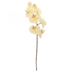Orchid Spray W/6 Heads Cream