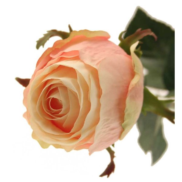 Peach rose