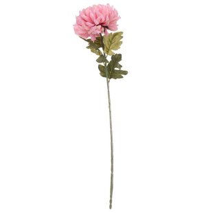 Chrysanthemum Pink