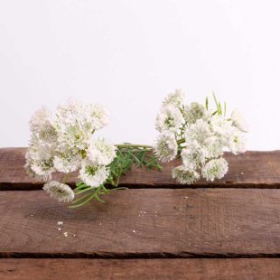 Queens Annes Lace White