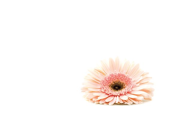 Greeting Card - Soft Pink Gerbera Head
