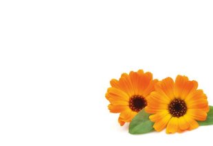 Greeting Card - Orange Cosmos