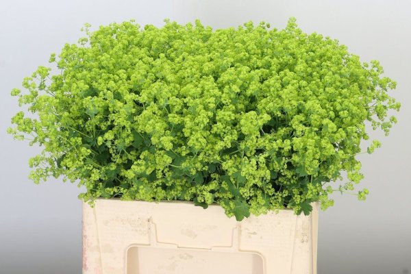 Alchemilla Robustica