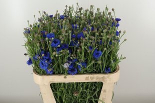 Cornflower Blue