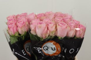 The pink wedding floral pack