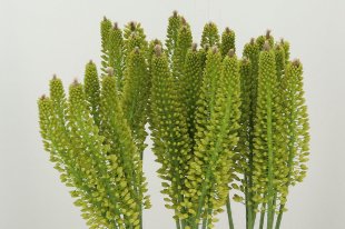 Eremurus