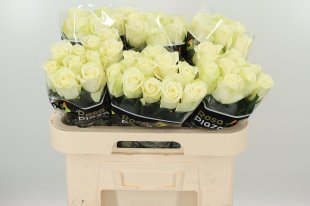 Rose proud X 100 stems & Sweet revival x100 stems 220.00 ex vat