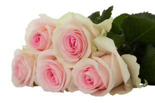 Rose proud X 100 stems & Sweet revival x100 stems 220.00 ex vat