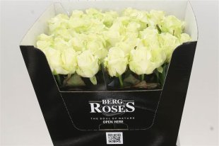 Avalanche Rose x100 stems 60cm in Length 180.00 ex vat