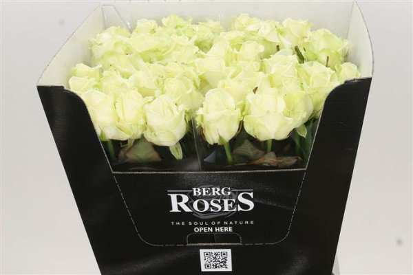 Avalanche Rose x100 stems 60cm in Length 180.00 ex vat