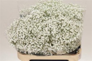 Gypsohilia white heavy grade 5 bunch bundle -200.00 ex vat