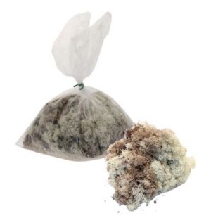 Moss - 500G Natural Finland Moss