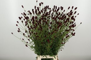 sanguisorba