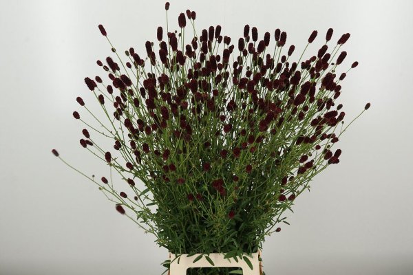 sanguisorba