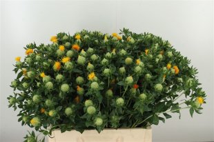 Carthamus