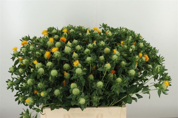 Carthamus