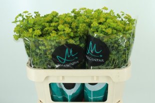 Bupleurum
