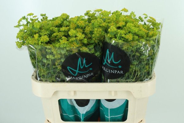 Bupleurum