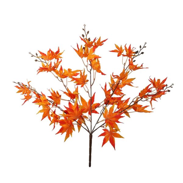 Essential Acer Palmatum Bush - Orange