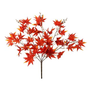 Essential Acer Palmatum Bush - Red