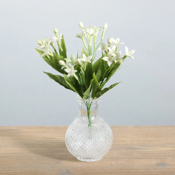 White Stephanotis Bush