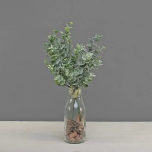 Eucalyptus bunch with frost