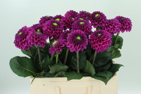 Dahlia Dahlia