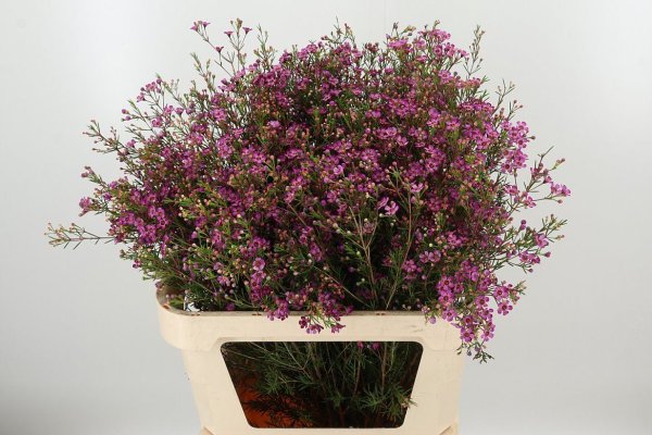 Chamelaucium Wax Flower purple