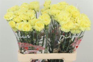Carnations Yellow