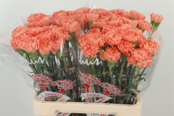 Carnations Orange
