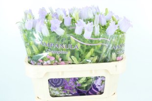 Campanula Lavender
