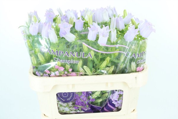 Campanula Lavender