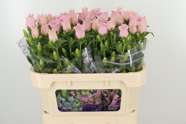Campanula Med Campana Pearl Pink