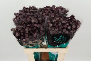 Astrantia Dark red