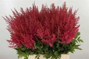 Astilbe Red