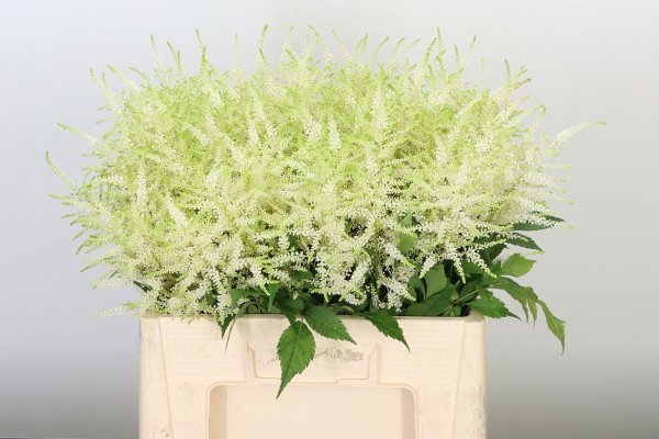 Astilbe Whasingthon White