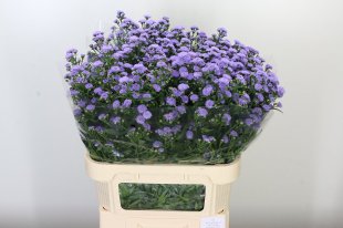 Aster Blue