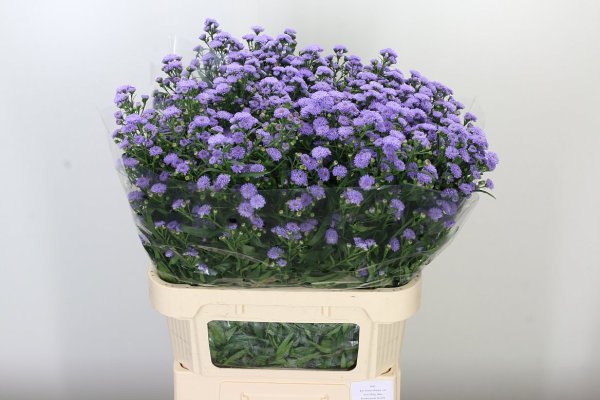Aster Blue