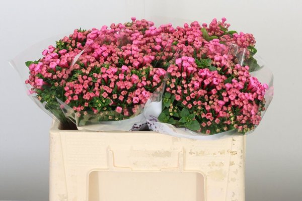 Bouvardia hot pink