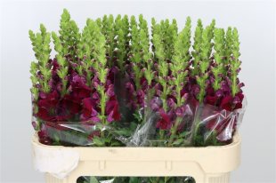 Antirrhinum Burgandy