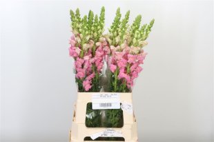 Antirrhinum pink